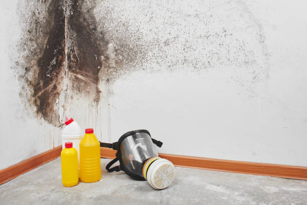 Best Mold Testing  in Rlborough, MA