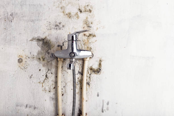Best Mold Removal Process  in Rlborough, MA