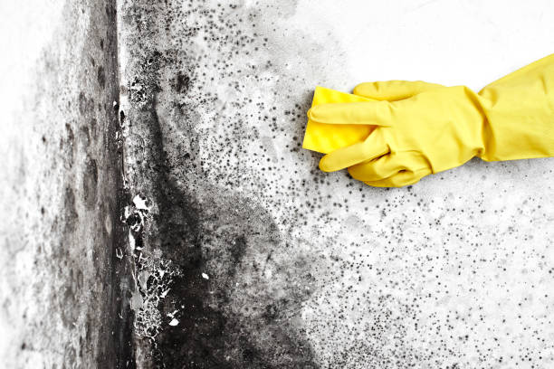 Best Mold Remediation  in Rlborough, MA