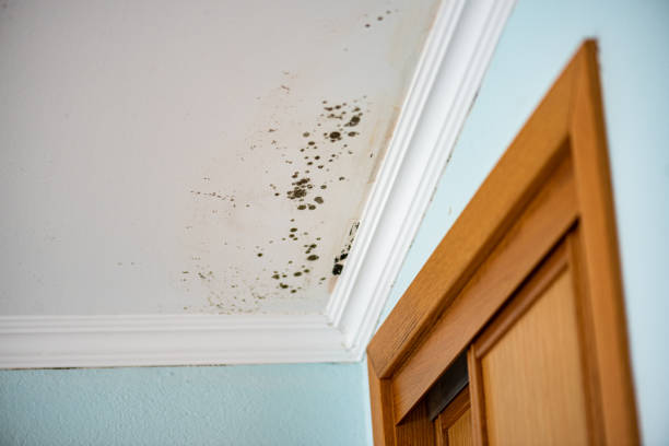 Best Mold Removal Near Me  in Rlborough, MA
