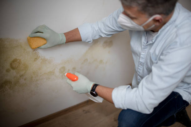 Best Attic Mold Removal  in Rlborough, MA