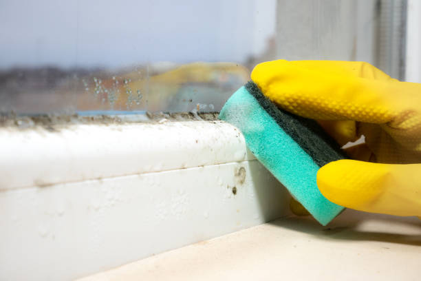 Best Certified Mold Removal  in Rlborough, MA