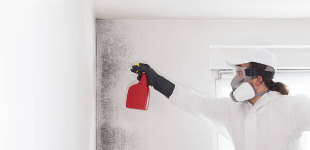 Best Emergency Mold Removal  in Rlborough, MA