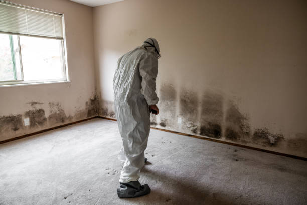 Best Home Mold Removal  in Rlborough, MA