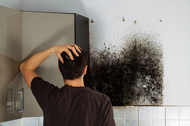 Mold Removal Process in Marlborough, MA