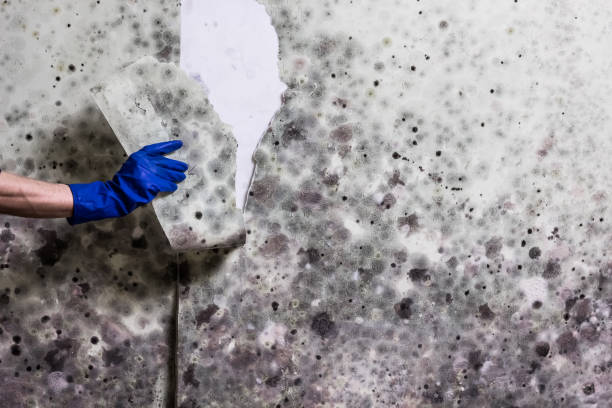 Best Professional Mold Removal  in Rlborough, MA