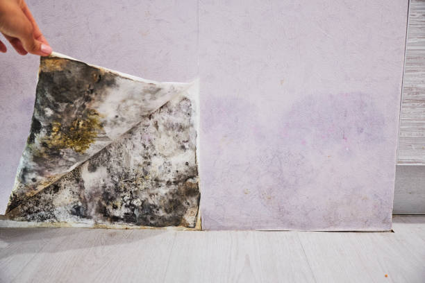 Best Professional Mold Removal  in Rlborough, MA
